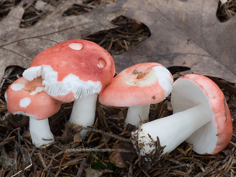 Russula silvestris